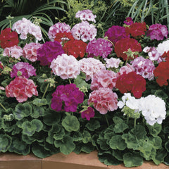 Geranium Maverick Mixture