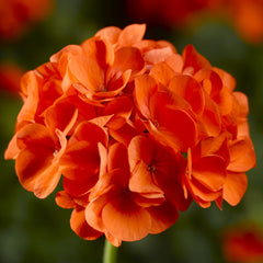 Geranium Maverick Orange