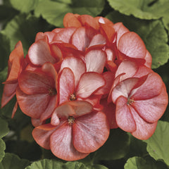 Geranium Maverick Scarlet Picotee