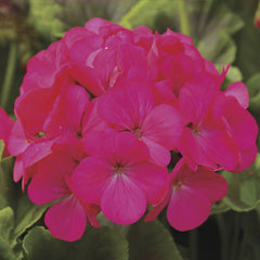 Geranium Pinto Premium Lavender