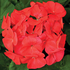 Geranium Pinto Premium Coral