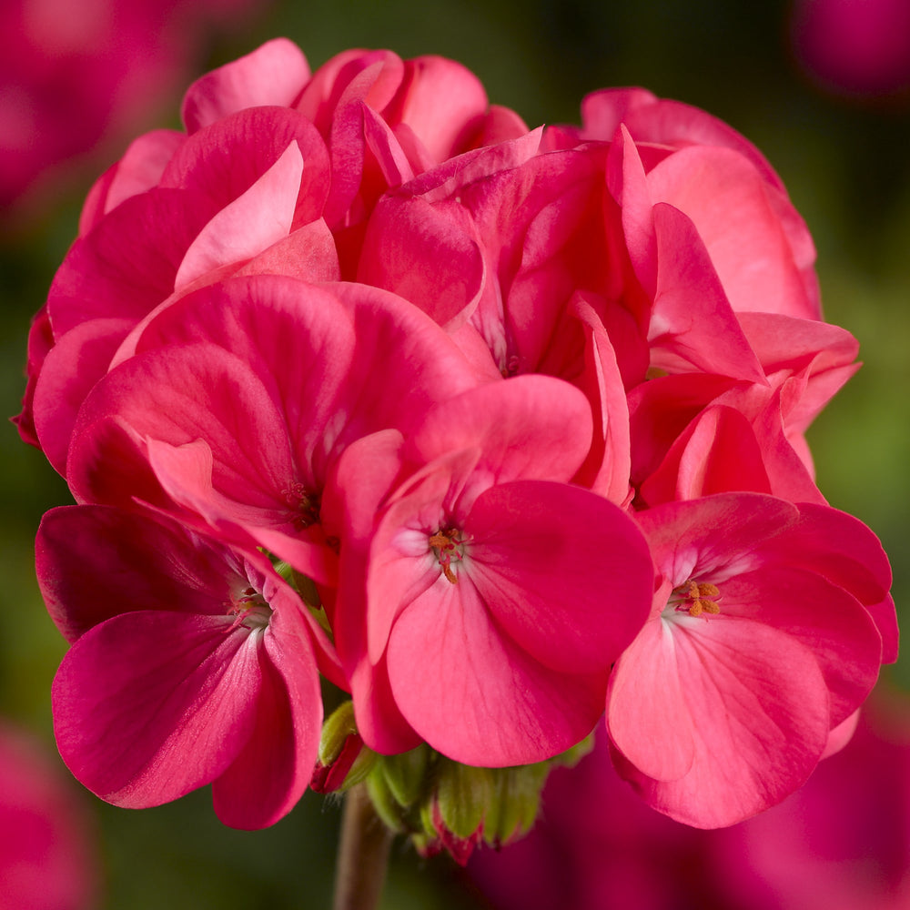 Pinot Geranium Geranium Pinto Premium Deep Rose – Vis Seed