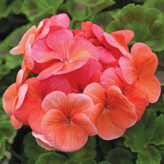Geranium Pinto Premium Deep Salmon