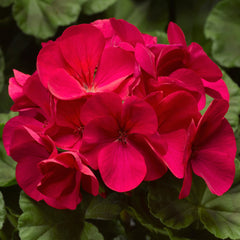 Geranium Pinto Premium Violet