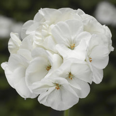 Geranium Pinto Premium White