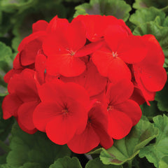 Geranium Pinto Premium Deep Red