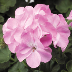 Geranium Pinto Premium Lavender