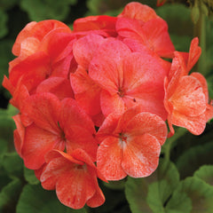 Geranium Pinto Premium Salmon Splash