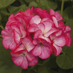Geranium Pinto Premium Rose Bi-Color