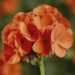 Geranium Pinto Premium Orange
