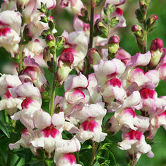Snapdragon Lucky Lips