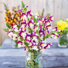 Snapdragon Cherry Twist