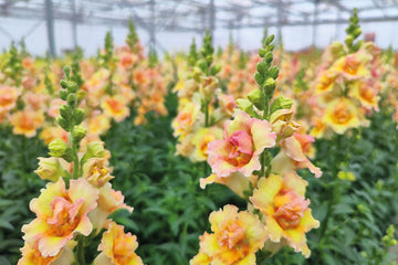 Snapdragon DoubleShot Peach