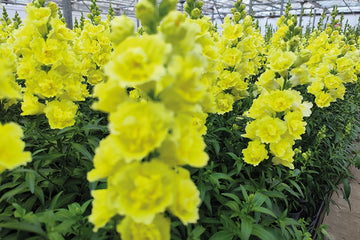 Snapdragon DoubleShot Yellow