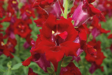 Snapdragon DoubleShot Crimson Red