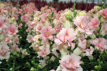Snapdragon DoubleShot Appleblossom