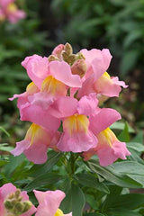 Snapdragon Statement Pink