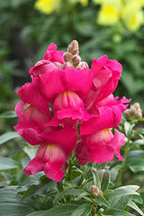 Snapdragon Statement Rose