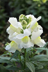 Snapdragon Statement White