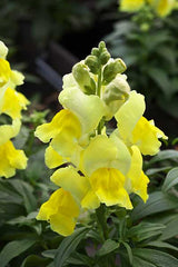 Snapdragon Statement Yellow