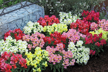 Snapdragon Statement Mix
