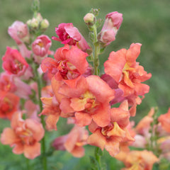 Snapdragon Madame Butterfly Mix