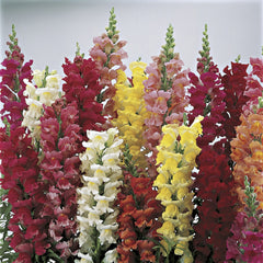 Snapdragon Liberty Classic Mixture