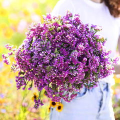 Statice Twilight Lavender