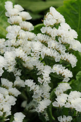 Statice QIS White