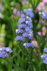 Statice QIS Pale Blue