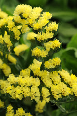 Statice QIS Yellow