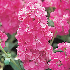 Stock Harmony Light Rose
