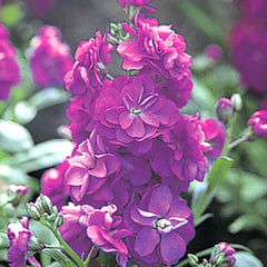 Stock Harmony Purple