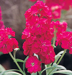 Stock Harmony Deep Rose