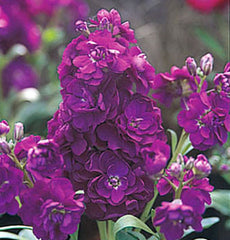 Stock Harmony Violet