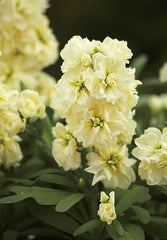 Stock Harmony Cream Yellow