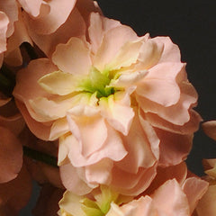 Stock, Column Apricot #24