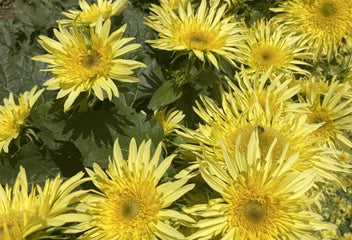 Sunflower Lemon Cutie