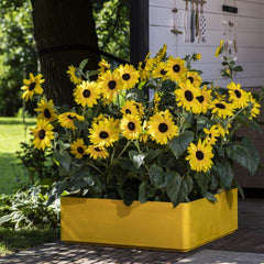 Sunflower Sunfinity