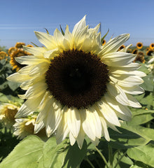 Sunflower ProCut White Nite TRT