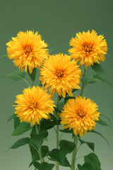 Sunflower Double Sunking