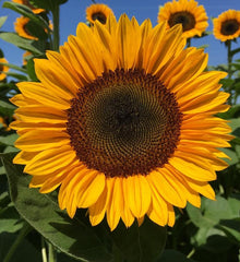 Sunflower ProCut Orange TRT