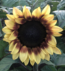 Sunflower ProCut Bicolor TRT