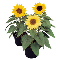 Sunflower Pacino Mix