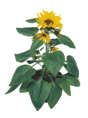 Sunflower Pacino Cola