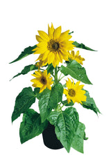 Sunflower Pacino Gold