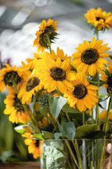 Sunflower Sonja