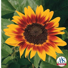 Sunflower Ring of Fire