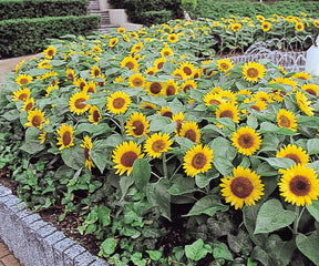 Sunflower Big Smile