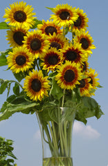 Sunflower Solar Power
